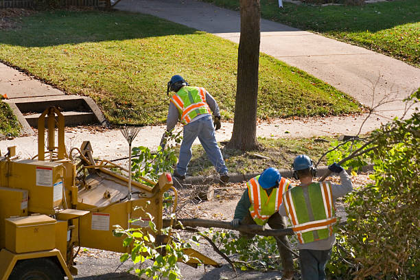 Leaf Removal in Macarthur, WV